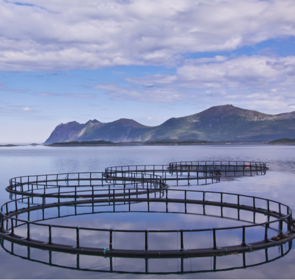 Fiskeoppdrett sjømatnæringen