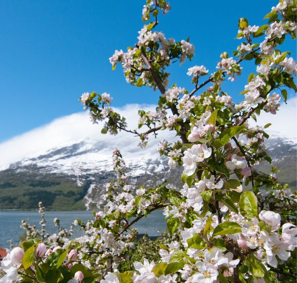 Blomstring i Hardanger - rekneskapskontor