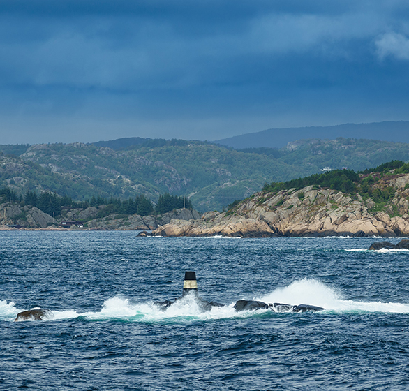 Regnskapsfører  i Lyngdal